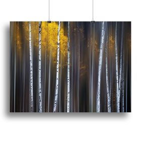 Curtain Of Fall Canvas Print or Poster (Type: Poster Print, size: 12" x 8" / 30cm x 20cm (approx))